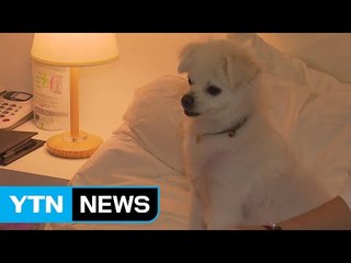 애완견이 누리는 '풀코스' 호텔 서비스 해운대에 등장 / YTN (Yes! Top News)
