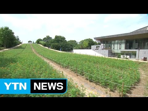 [날씨] 오늘까지 폭염...밤사이 단비 내려 / YTN (Yes! Top News)