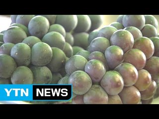 폭염과 가뭄에도 영동 포도축제 성황 / YTN (Yes! Top News)