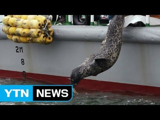 점박이물범 '복돌이' 5년 만에 바다로 / YTN (Yes! Top News)