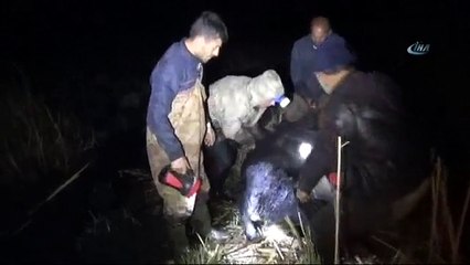 120 Büyükbaş Hayvan Bataklıkta Mahsur Kaldı