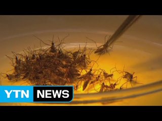 싱가포르서 지카 감염자 15명 추가 확인...확진자 56명으로 늘어 / YTN (Yes! Top News)