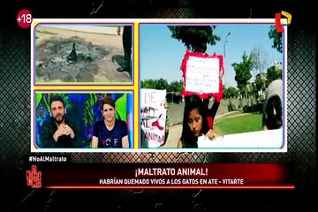 Maltrato animal: Municipalidad de Ate niega responsabilidad en matanza de gatos