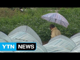 가뭄에 단비...메마른 땅 적시는 가을비 / YTN (Yes! Top News)