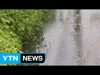 바짝 마른 논밭에 뿌린 단비...해갈에 도움 / YTN (Yes! Top News)