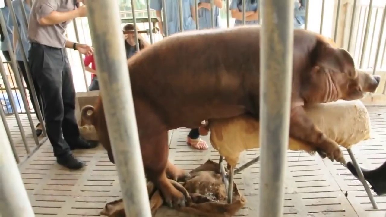 Amazing intelligent Technology World Modern intelligent farming pigs breeding insemination nutrients