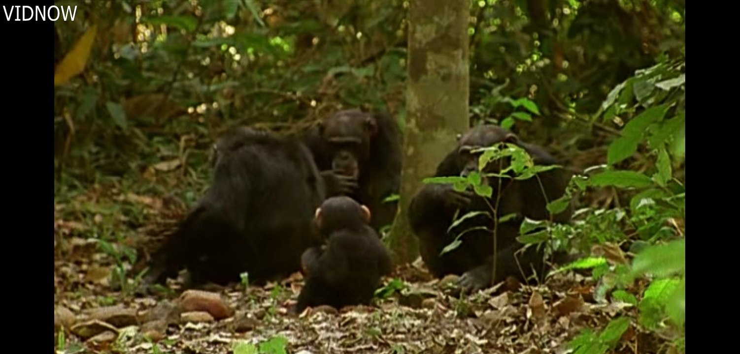 Cute Babies Of Chimpanzees-Baby Training