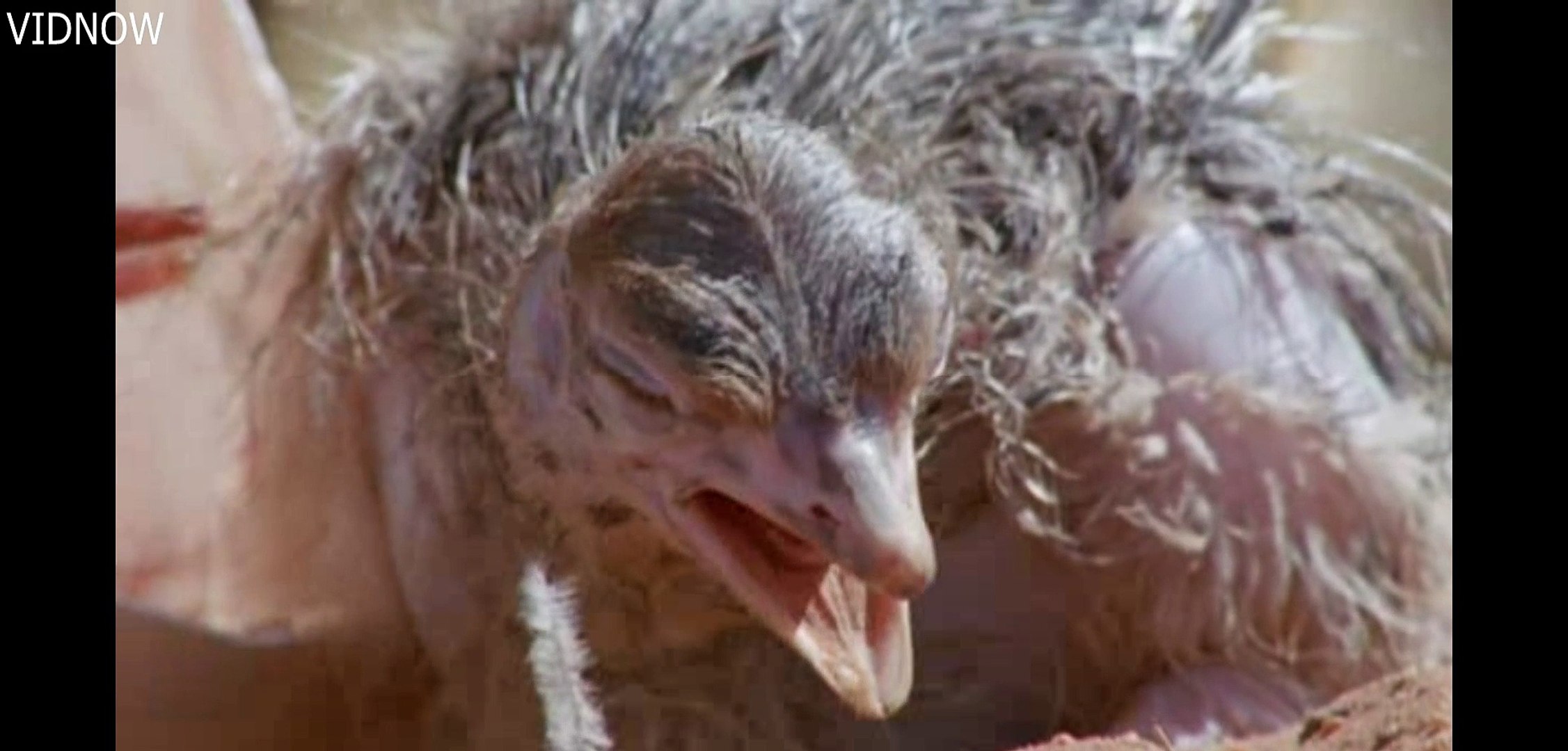 ostrich egg hatching
