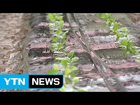 중부지방 단비...가뭄 해갈에는 역부족 / YTN (Yes! Top News)