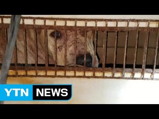 서산 폐공장에서 투견 도박...55명 현장 검거 / YTN (Yes! Top News)