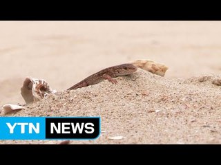 옹벽 철거 3년...되살아난 태안 생태계 / YTN (Yes! Top News)