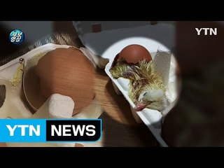 [영상] 마트서 산 달걀에서 병아리 부화...'폭염'이 만든 기현상 / YTN (Yes! Top News)