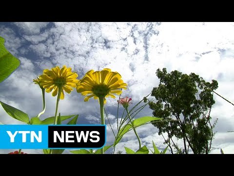 [날씨] 내륙은 초가을...동해안 비, 강풍 주의 / YTN (Yes! Top News)