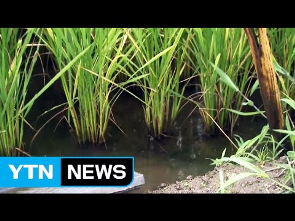 중부지방 단비...가뭄 해갈에는 역부족 / YTN (Yes! Top News)