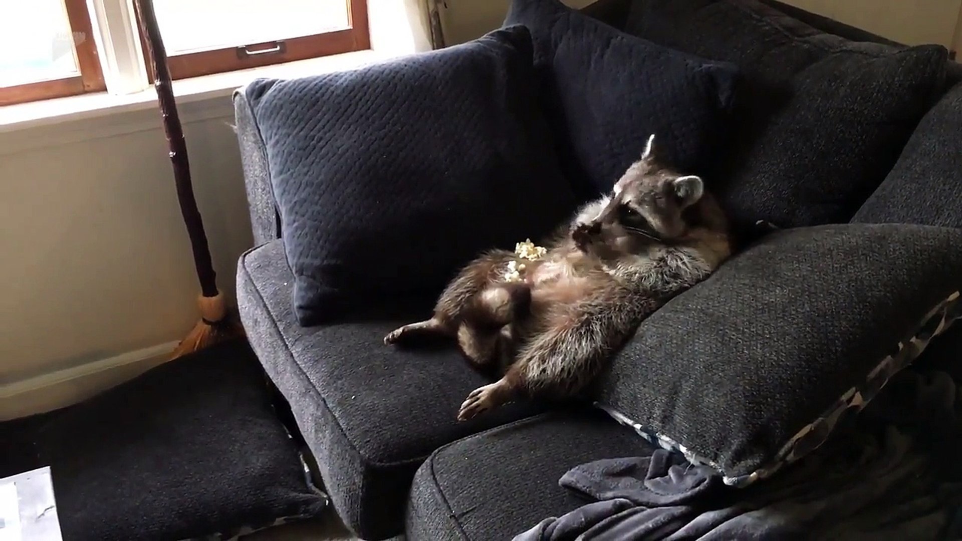 Tranquille ce raton laveur mange des popcorns devant la télé affalé dans le  canapé ! - Vidéo Dailymotion