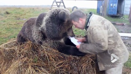 Ce ours Sibérien veut absolument porter une casquette !