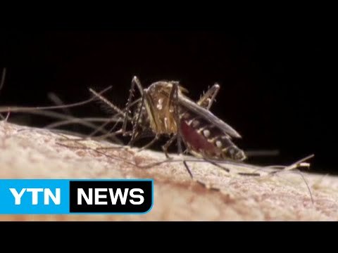 광주광역시에서 올해 첫 일본 뇌염 환자 발생 / YTN (Yes! Top News)