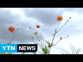 [날씨] 오늘 내륙도 강풍 기승...동해안 해일 주의 / YTN (Yes! Top News)