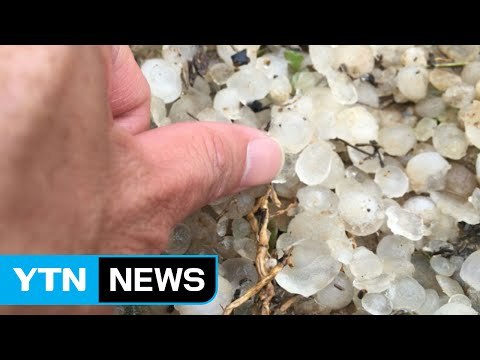 경기 포천에 2cm 우박 쏟아져 농가 피해 / YTN (Yes! Top News)
