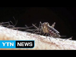 광주에서 올해 첫 일본 뇌염 환자 발생 / YTN (Yes! Top News)