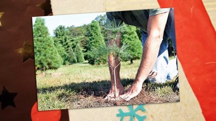 Christmas Trees Medina Ohio 2017