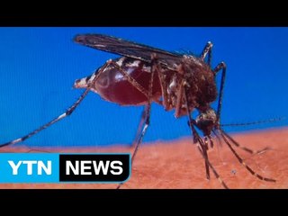 첫 일본 뇌염 환자 발생...혼수상태 치료 중 / YTN (Yes! Top News)