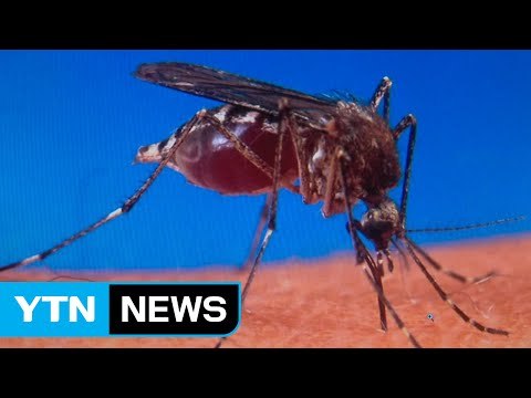 첫 일본 뇌염 환자 발생...혼수상태 치료 중 / YTN (Yes! Top News)