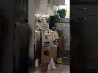 Cockatoo Struggles to Scare Her Own Reflection in Mirror