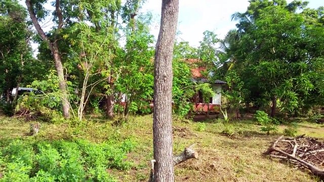 Ce chat a su grimper dans cet arbre, maintenant il doit réussir à descendre