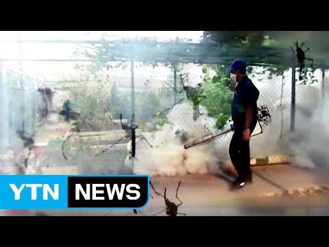 싱가포르 지카 감염자 200명 육박...태국도 비상 / YTN (Yes! Top News)