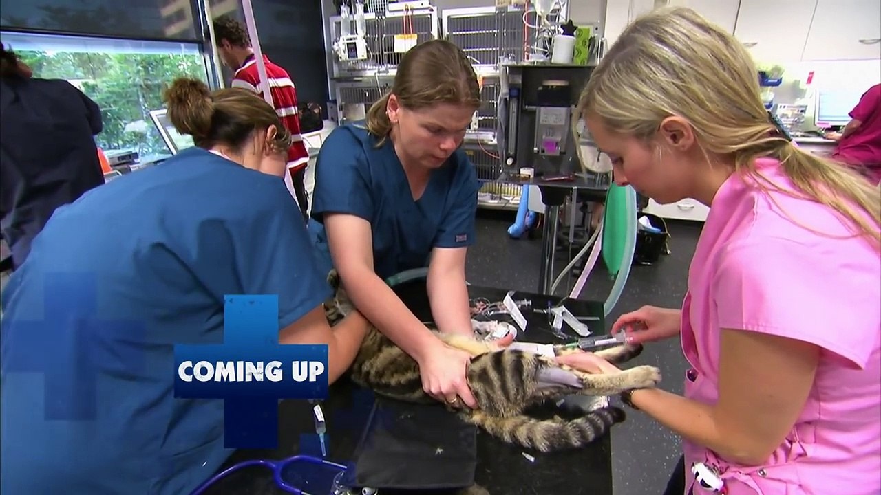 BONDI VET - Season 1 Episode 10