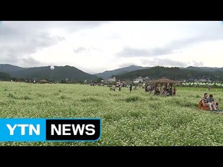 메밀꽃 필 무렵...초가을 정취 물씬 / YTN (Yes! Top News)