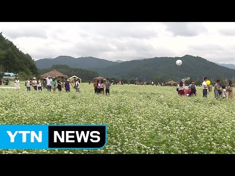 전국 곳곳 추석 앞두고 가을 축제 만끽 / YTN (Yes! Top News)