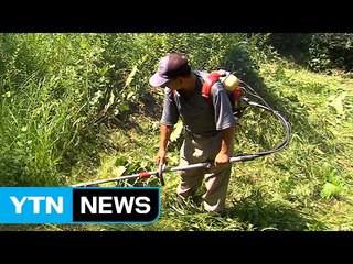 벌초 '예초기' 사용 땐 주변 사람 꼭 살펴야 / YTN (Yes! Top News)