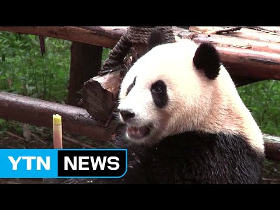 자이언트 판다, 26년 만에 '멸종 위기' 벗어나 / YTN (Yes! Top News)
