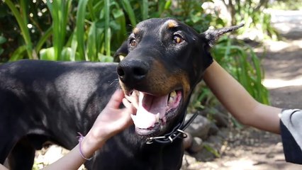 Twenty Dogs | Dog Video for Kids FULL VIDEO | 20 Dogs