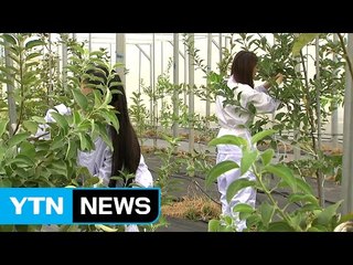 '뜨거운 감자'된 농진청 유전자변형 작물 연구 / YTN (Yes! Top News)
