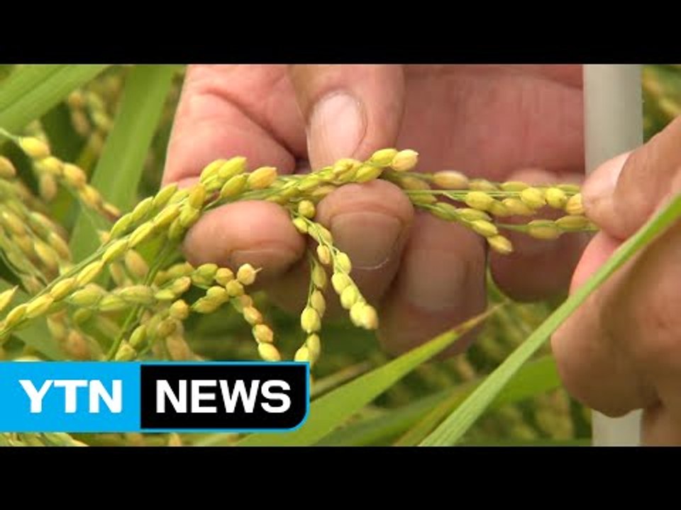 '황금 들녘' 농촌 가을걷이 한창...휴일 잊은 농촌 / YTN (Yes! Top News)