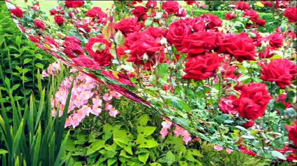 Aaina Dekha - Rahat Fateh Ali Khan - Khap 2011