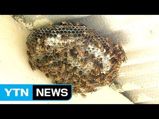 사람 잡는 독침 공포...말벌 공격 피하려면? / YTN (Yes! Top News)