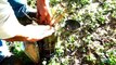 Bee removal, hive in a wall in Brownsville,Tx by Luis Slayton of Bee Strong Honey