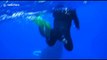 Spectacular clip shows whale breach right next to snorkelers