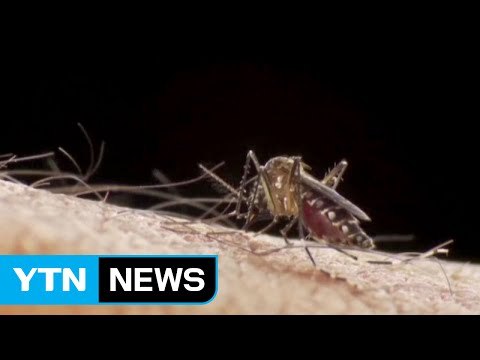 폭염 지나자 오는 불청객...가을에 더 무서운 일본뇌염 / YTN (Yes! Top News)