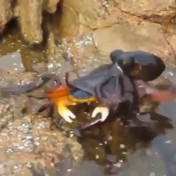 Une pieuvre affamée saute hors de l'eau pour attraper un crabe et le manger