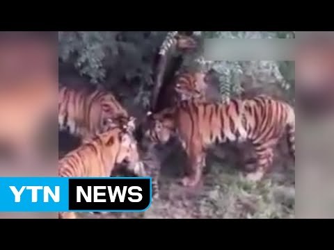 [영상] 中 동물원 백두산 호랑이, 집단 공격 당해 숨져 / YTN (Yes! Top News)
