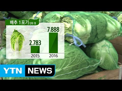 추석 앞두고 채솟값 폭등...배춧값 3배 ↑ / YTN (Yes! Top News)