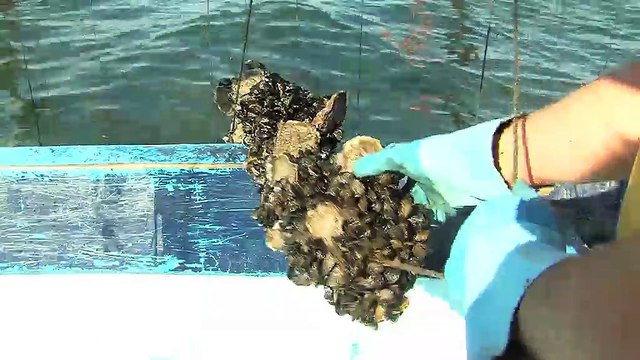 Nieves Castejon : patron-pêcheur et gérante de Camargue coquillages