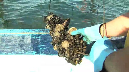 Nieves Castejon : patron-pêcheur et gérante de "Camargue coquillages"