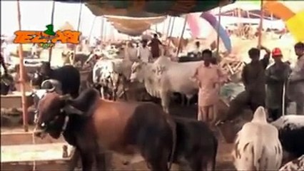 fuuny gossips near bakra eid