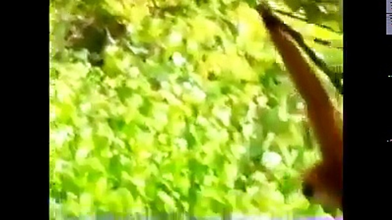 fuuny monkey teasing a dog